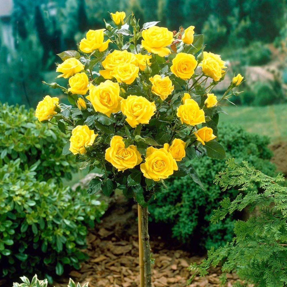 «глория дей» — самая знаменитая роза хх века