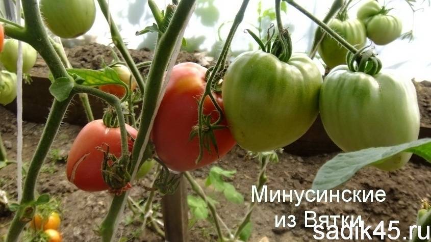 Минусинские сорта томатов: описание, характеристики, фото
