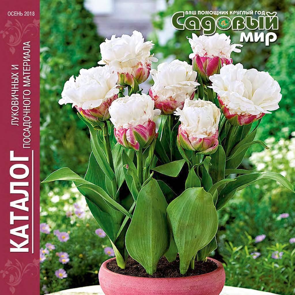 Описание и характеристики тюльпана сорта апельдорн, посадка и выращивание