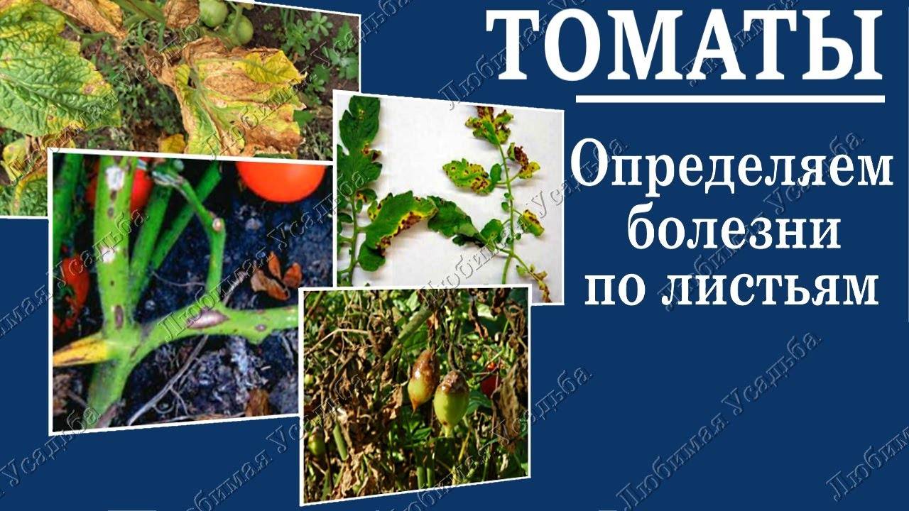 Болезни томатов: фото, описание, способы борьбы