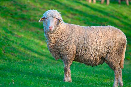 Какие овцы самые крупные в мире?