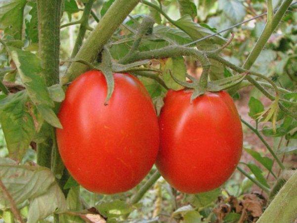Какие отзывы собирает томат валентина. детальное описание преимуществ сорта