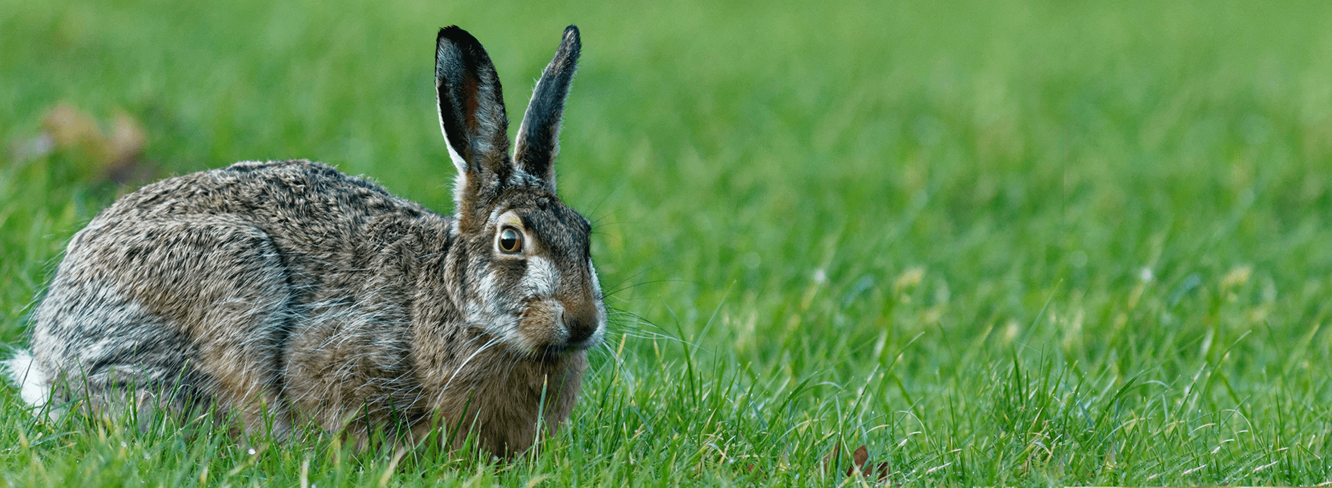 Каким ушным заболеваниям подвергаются кролики