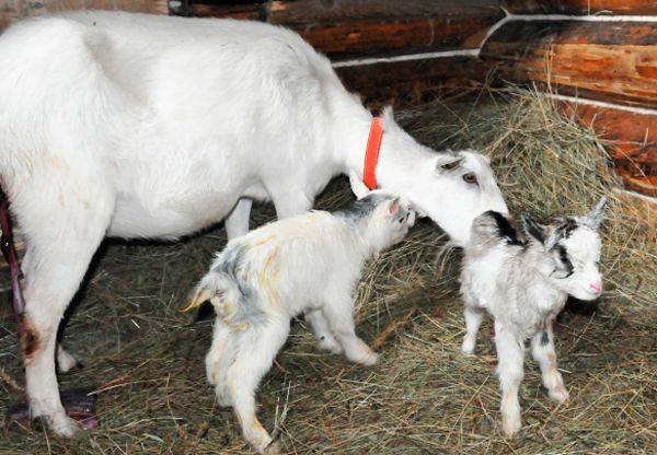 Молоко после окота и во время беременности и запуска козы: когда можно пить и как быть, если нет лактации?