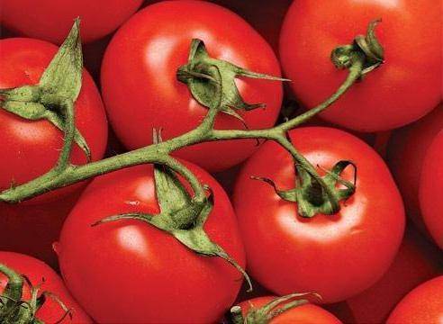 Характеристика сорта томата дар заволжья, особенности выращивания