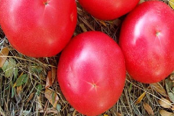 Характеристика супердетерминантного томата горшечный красный и способ выращивания сорта
