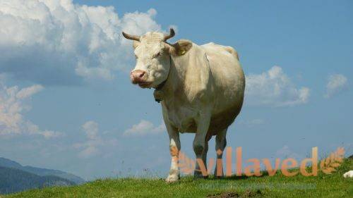 Как узнать без весов, сколько в среднем должна весить корова