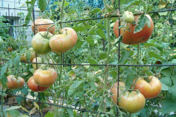 Томат вериге: описание и характеристика сорта, урожайность с фото