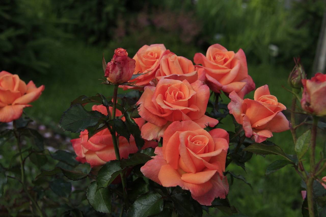 Ароматная красавица роза аква: описание и фото цветов, а также выращивание и использование в ландшафтном дизайне