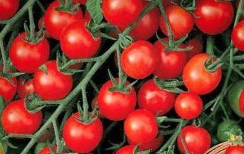 Характеристика и описание сорта помидоров дамские пальчики, его урожайность
