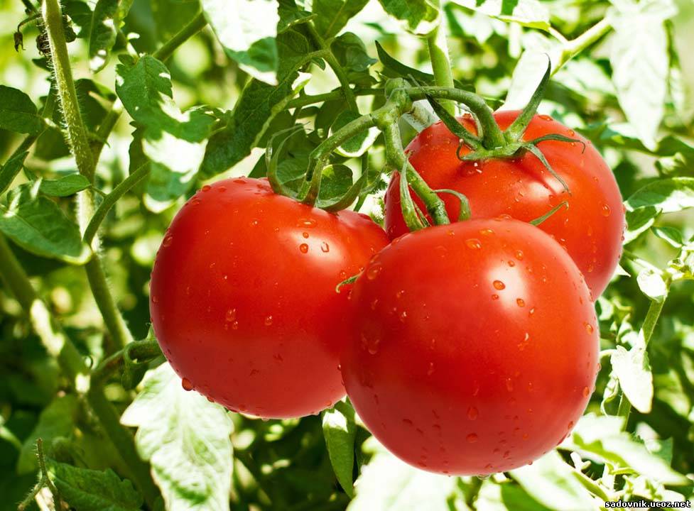 Обзор лучших сортов томата для теплицы из поликарбоната