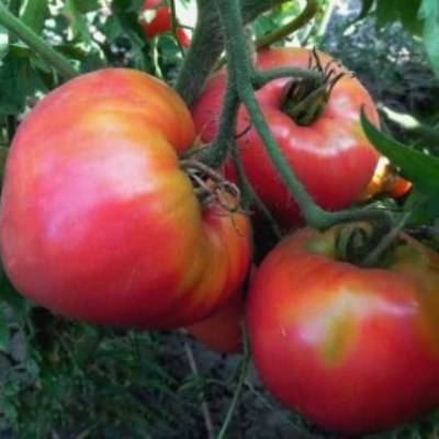 О томате сердце буйвола: описание сорта, характеристики помидоров, посев