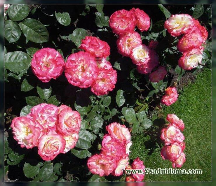 Пошаговая инструкция: как обрезать комнатную розу? нюансы процедуры и особенности ухода за растением