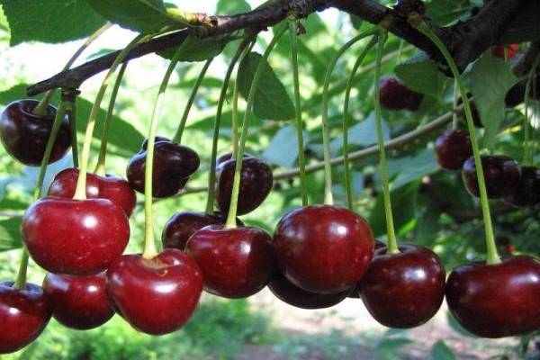 Сорта вишни зимостойкие, урожайные и устойчивые к болезням