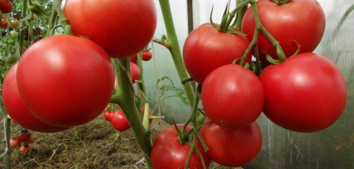 Сорт томата «любовь f1»: описание, характеристика, посев на рассаду, подкормка, урожайность, фото, видео и самые распространенные болезни томатов