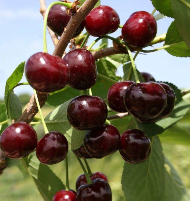 Отменный вкус и высокий уровень урожайности обеспечит вишня сорта шалунья