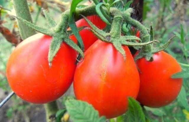 Высокоурожайный томат «красным красно f1»: описание сорта, характеристика и фото