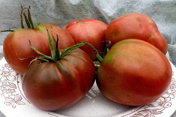 Описание сорта томата Черномор, его выращивание и урожайность