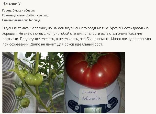 Фото, видео, отзывы, описание, характеристика, урожайность сорта томата «король гигантов»