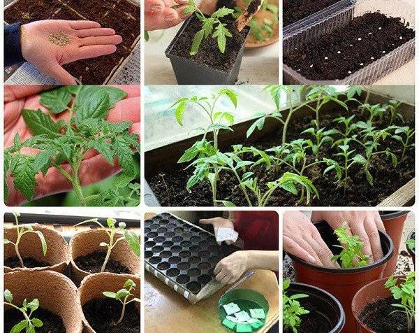 Как сажать семена помидоров на рассаду в домашних условиях