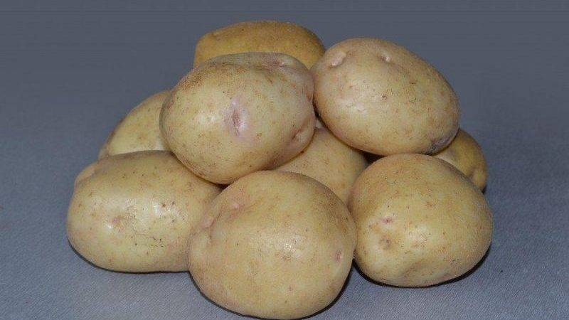 Описание сорта картофеля Адретта, его выращивание и уход