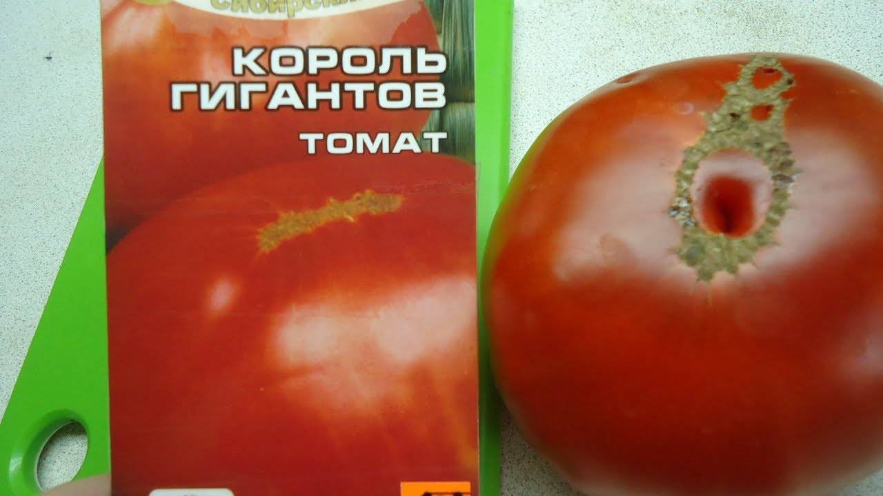 Гигант российской селекции — томат «король сибири»: описание, характеристика, фото