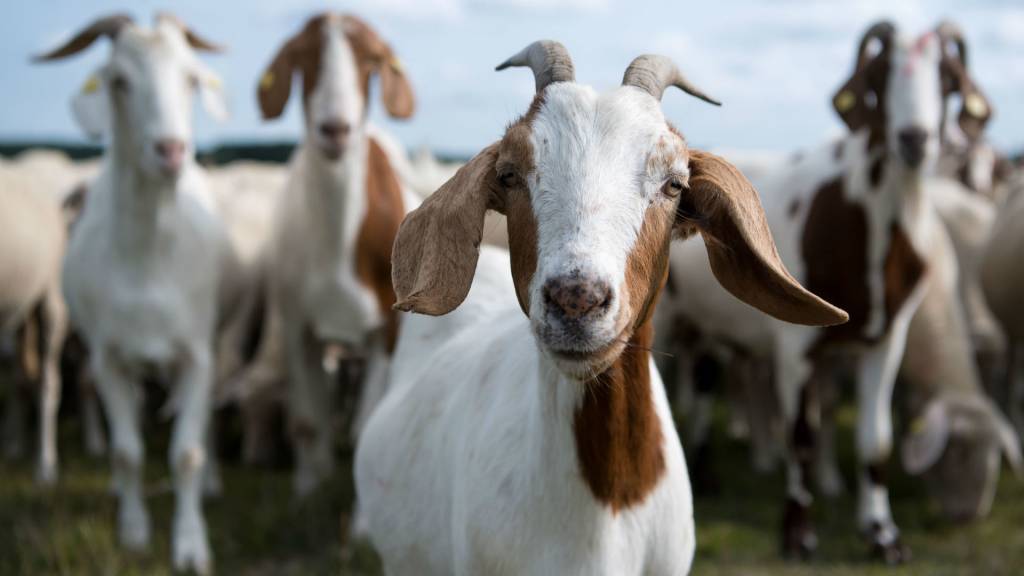 Что делать при отеке вымени у козы после родов и причины состояния, лечение