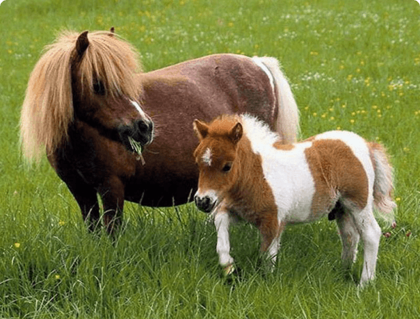Описание мини-лошадей
