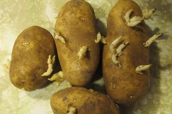 Картофель аврора — рассмотрим вместе