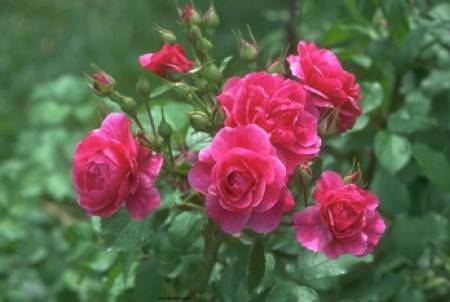 Как вылечить розы без "химии": лучшие народные средства от болезней и вредителей