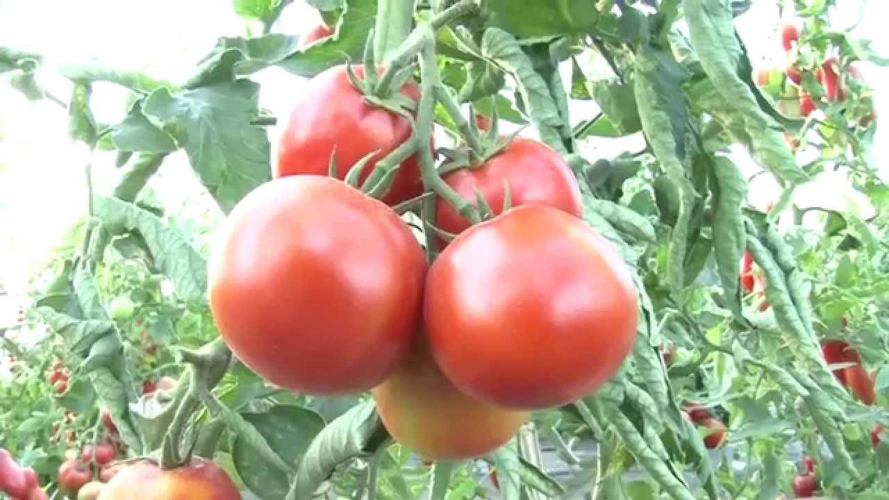 Новейшие сорта помидор