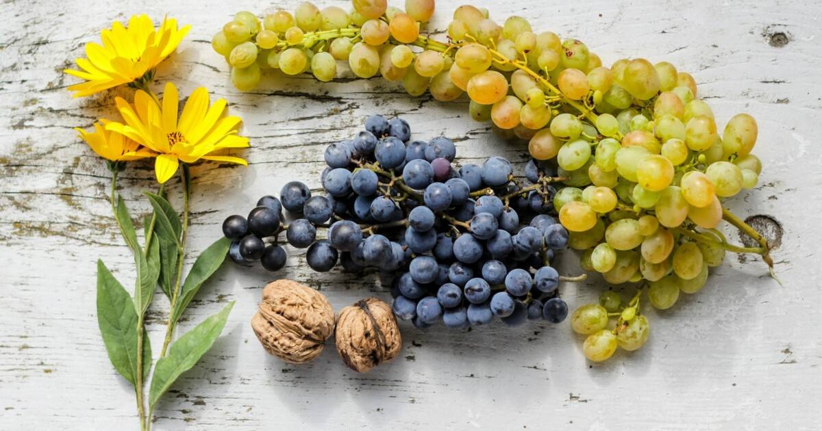 Виноград и виноградное вино. польза и вред. дозы потребления