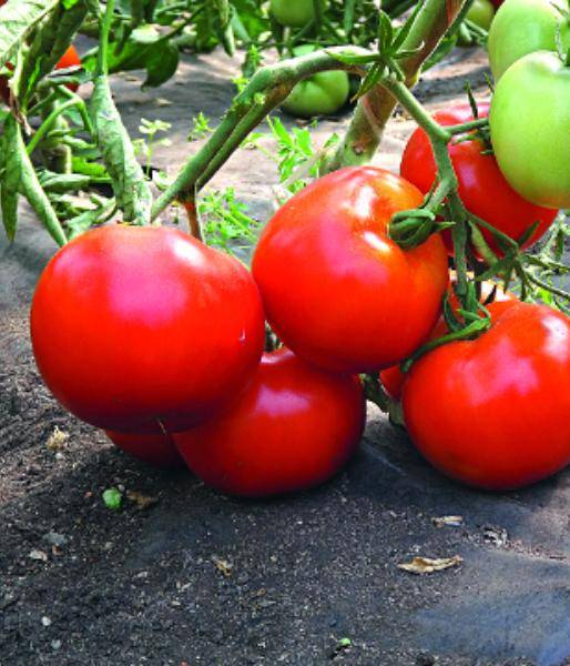Особенности выращивания томатов (помидоров)