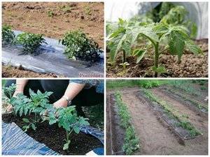 Схема посадки томатов: сколько их посадить в теплице 3х6 м