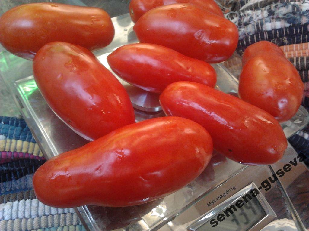 Описание и характеристики сорта томатов «дамские пальчики» с фото и отзывами
