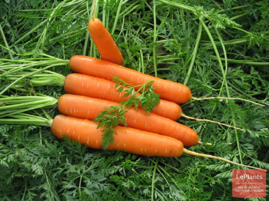 Знакомьтесь, морковь «нантская» — надежный сорт, проверенный временем