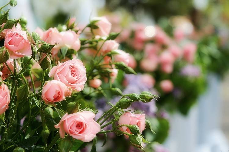 Роза спрей: описание, сорта, посадка и уход за растением