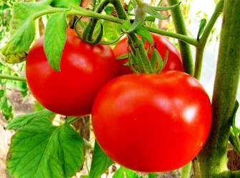 Характеристика и описание сорта томата Изюм, отзывы и урожайность