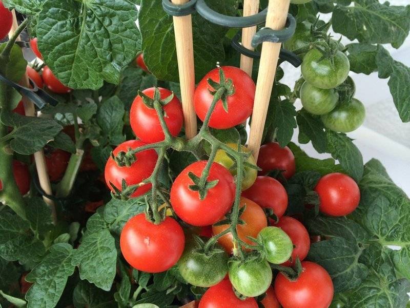 Особенности выращивания сорта томата Вологда F1 и его описание