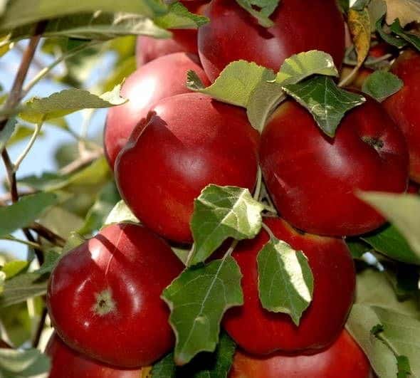 Полное описание осеннего сорта яблони Мамины стаканчики и ее характеристики
