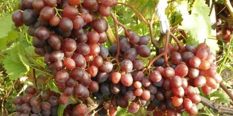 Обзор винограда лидия и правила его выращивания