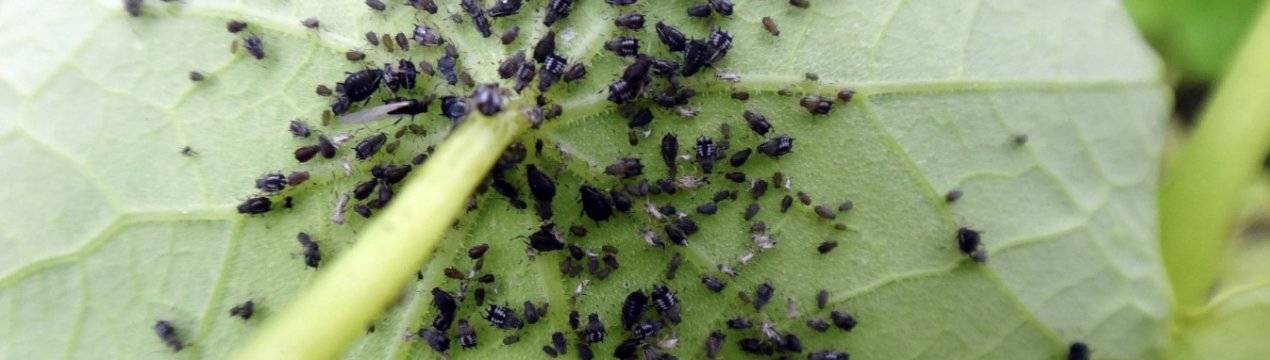 Как бороться с муравьями на малине и жимолости