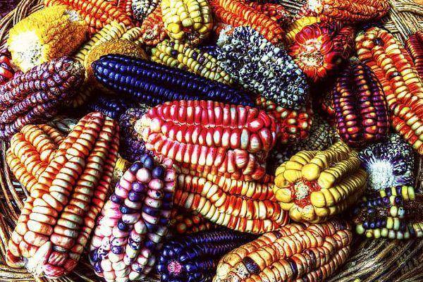 Что такое кукуруза: история, ботаника, роль в сельском хозяйстве