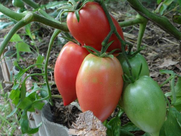 Лучшие сорта томатов для засолки в бочках и консервирования: с фото и названиями