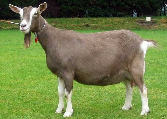 Породы коз молочных без запаха с описанием и фото