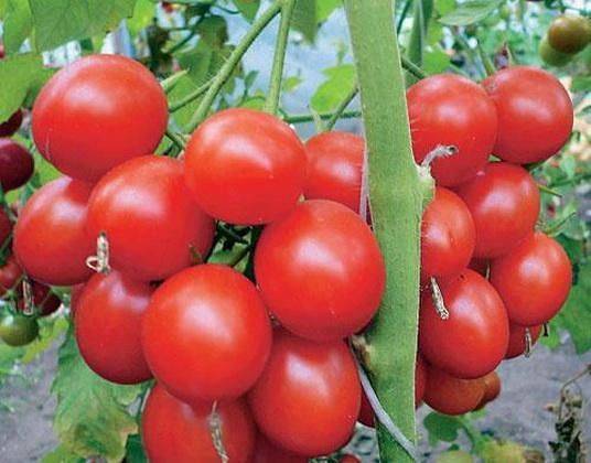 Описание томата сорта Хоровод, его характеристика и выращивание