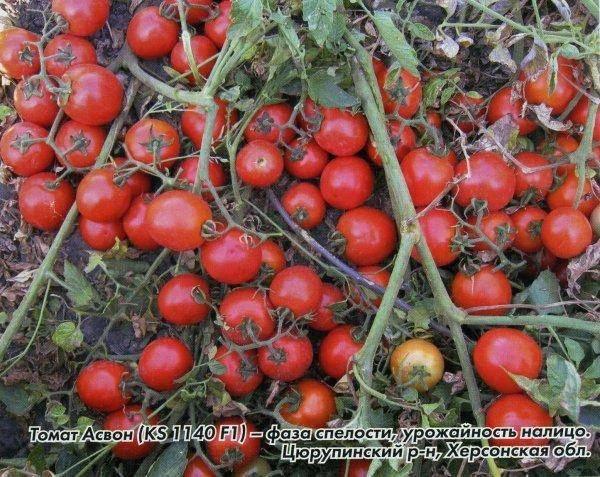 Характеристики и описание сорта томата асвон, особенности выращивания