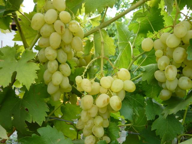 Описание винограда сорта «ланселот»: характеристики, фото, видео, отзывы