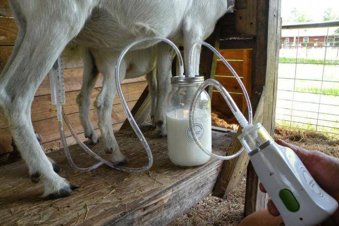 Доильный аппарат для коз своими руками