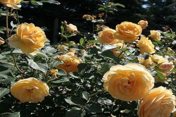 Морщинистые розы: особенности, сорта и выращивание